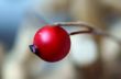 Rose hip decoration