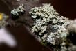 Lichen macro