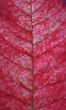 Leaf of the poinsettia