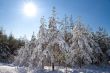 Winter forest. 