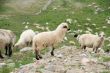 A lot of sheep