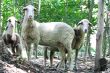 Several domestic sheep are walking in the woods. 
