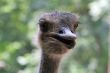 Ostrich head pops out from behind a fence. 