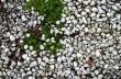Pebble stone subsoil