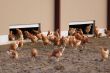 chickens outdoors