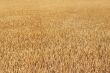 field corn