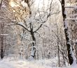 Winter forest