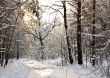 Winter forest