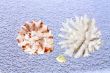 Coral and shells