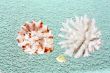 Coral and shells
