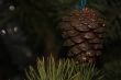 pinecone