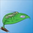 grasshopper
