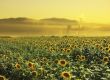 A field of sunflowers near a polluting factory creates surreal atmosphere
