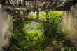 Nature enters in the ruined house