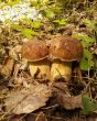 two fungi