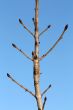 Tree branch