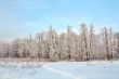 Cold in the forest