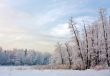 Cold in the forest