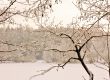 Tree branch in the cold
