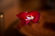 Wedding rings and rose petals