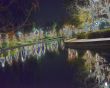 White River Trees