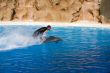 Dolphin Show