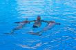 Dolphin Show