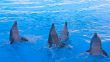 Dolphin Show