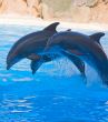 Dolphin Show