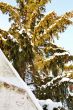 Pine tree in snow