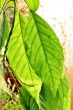 Green leaves