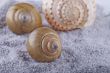 Shells