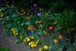 Evening flowers.