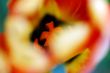Tulip macro