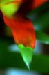 Red-green plant leaf