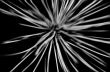 Dry umbel abstract