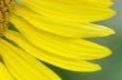Petals of sunflower close-up over natural background