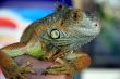 Bright and beautiful iguana.