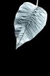 Leaf structures