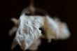 Dried oak leaf