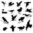  birds