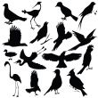 birds