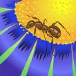 ant and flower