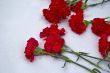 Red carnation flowers on snow