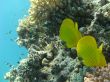 Fishes in Red sea