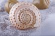 Shells