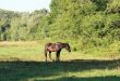 Horse on pasture