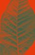 Leaf macro abstract