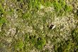 Moss bed