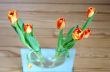 Tulips in a vase 